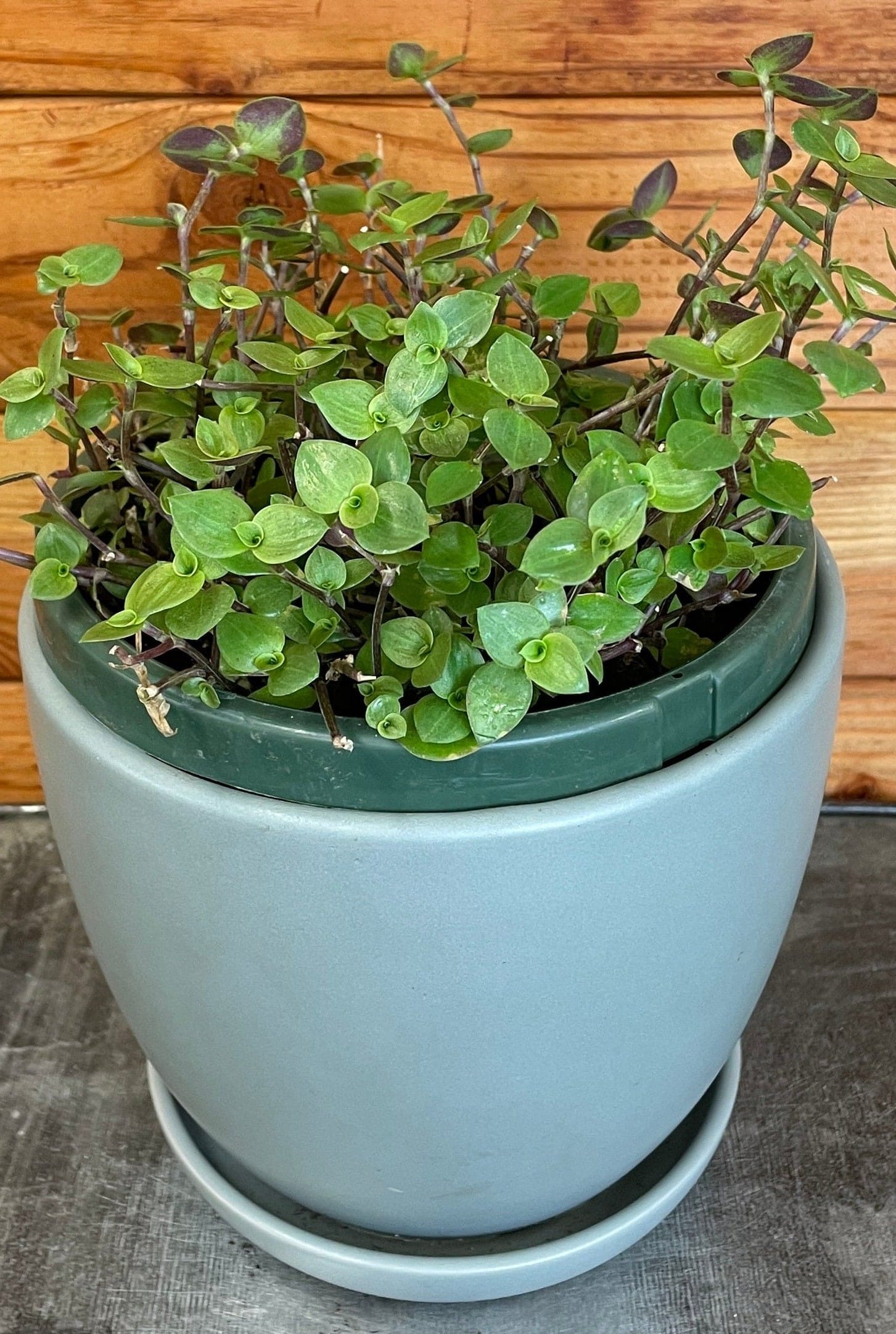 Callisia repens, 6-inch Plant product image 4