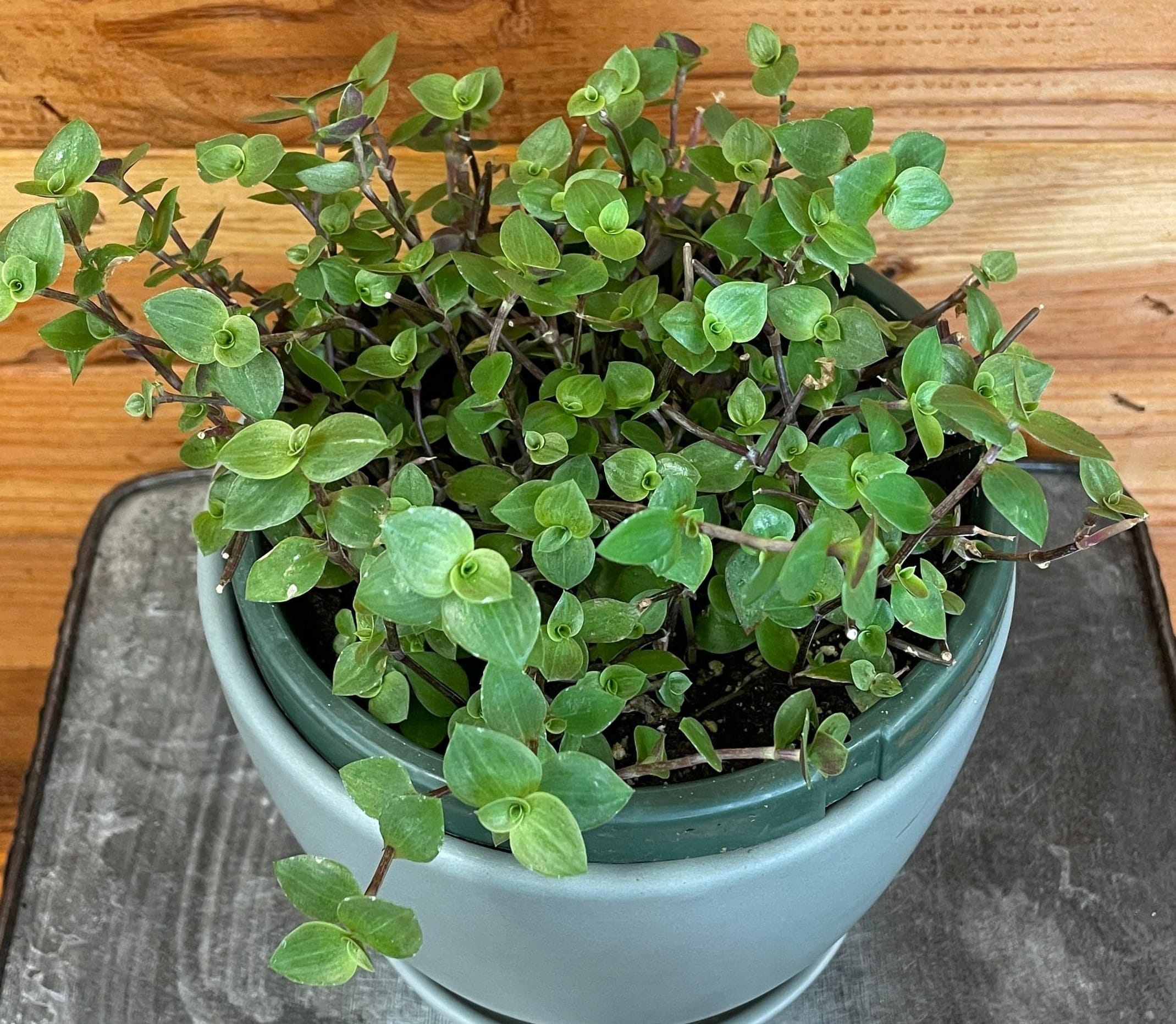 Callisia repens, 6-inch Plant product image 3
