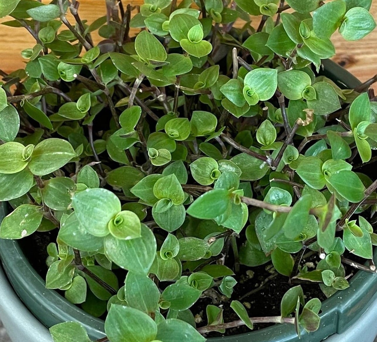 Callisia repens, 6-inch Plant product image 5