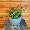Callisia repens, 6-inch Plant product image 1