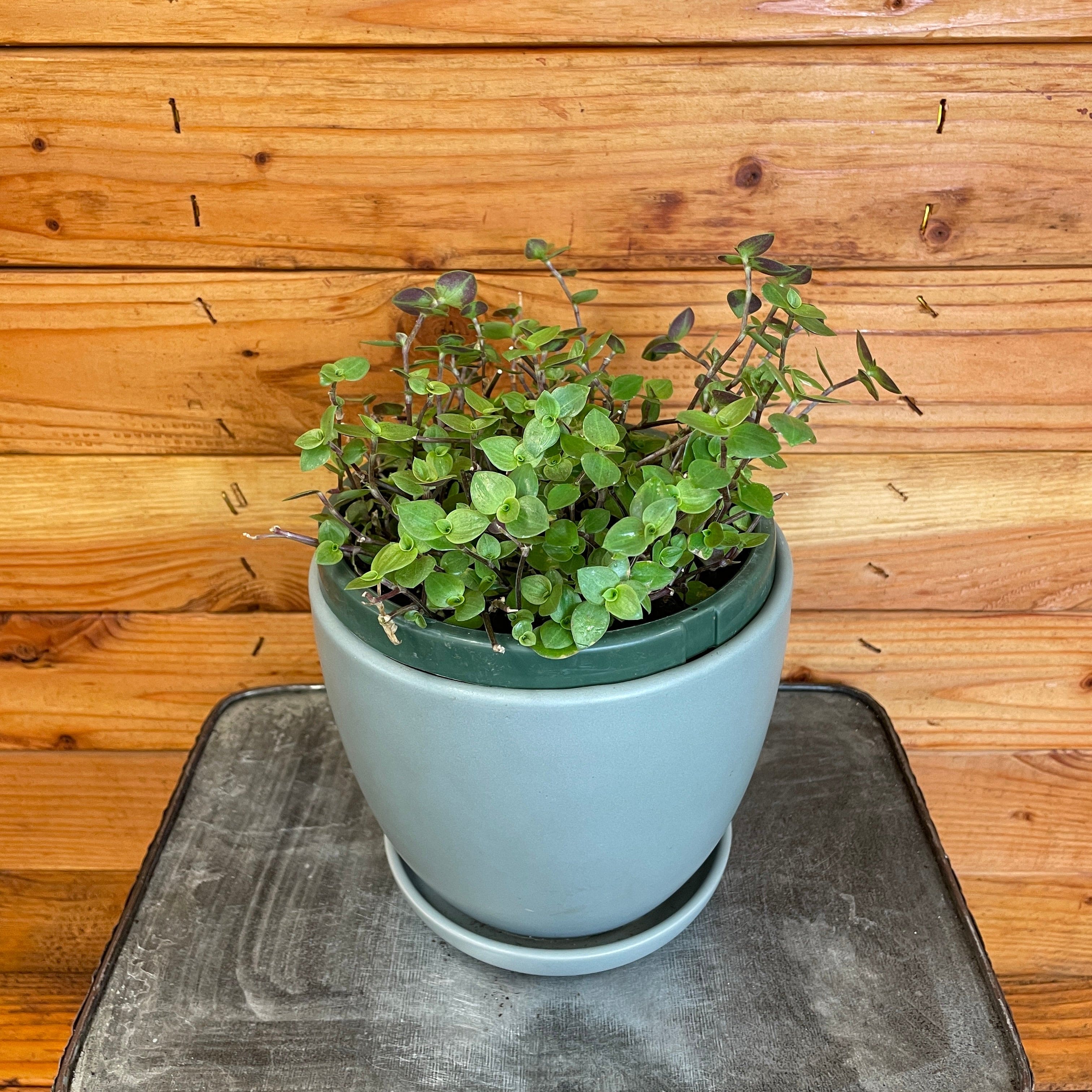 Callisia repens, 6-inch Plant product image 1