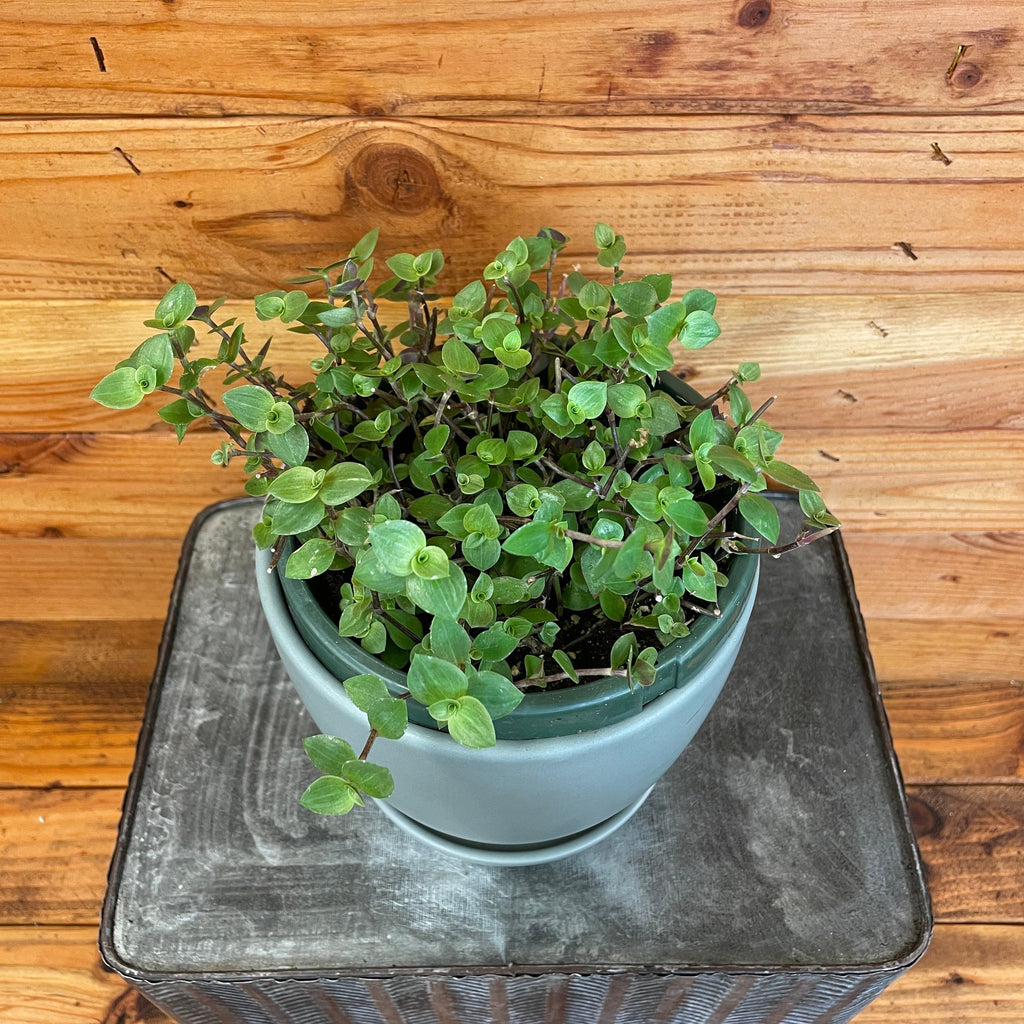 Callisia repens, 6-inch Plant product image 2