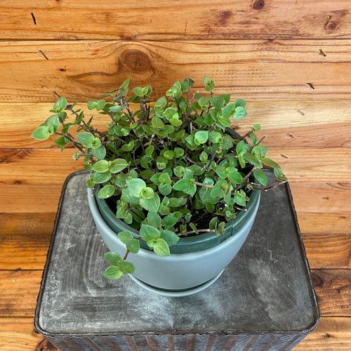 Callisia repens, 6-inch Plant product image 2