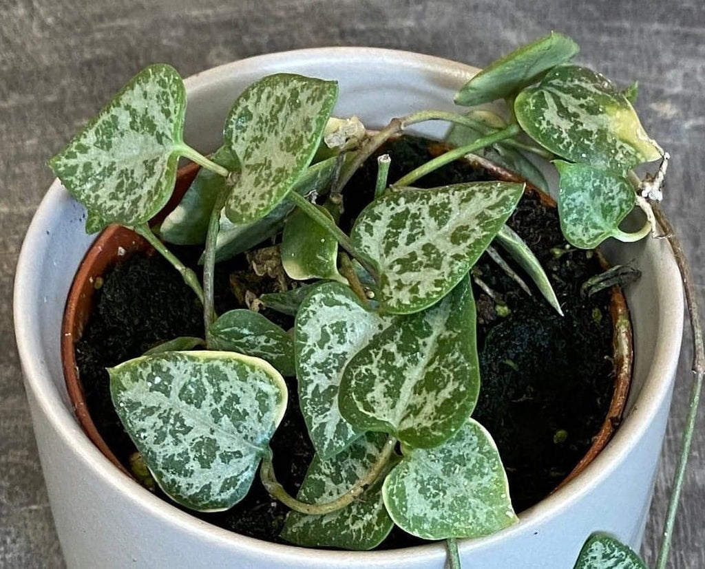 String of Arrows (Ceropegia woodii), 2-inch Plant — product image 4