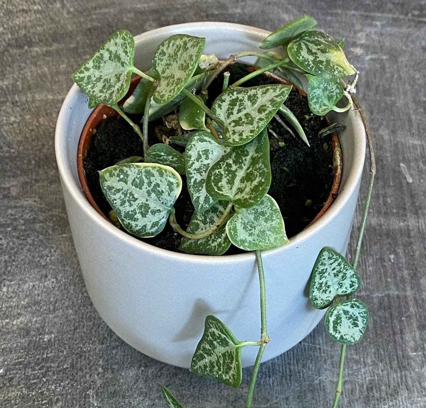 String of Arrows (Ceropegia woodii), 2-inch Plant — product image 3