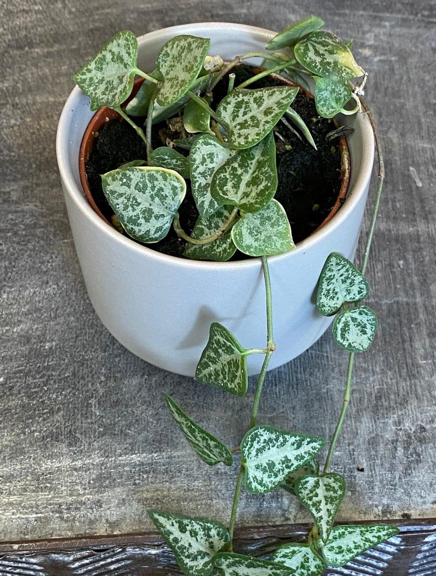 String of Arrows (Ceropegia woodii), 2-inch Plant — product image 2