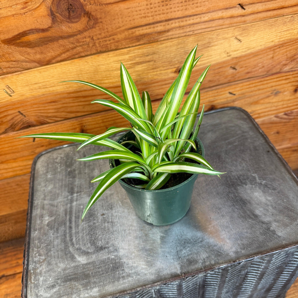 Chlorophytum comosum Variegated Spider Plant, 4-inch Plant product image 2
