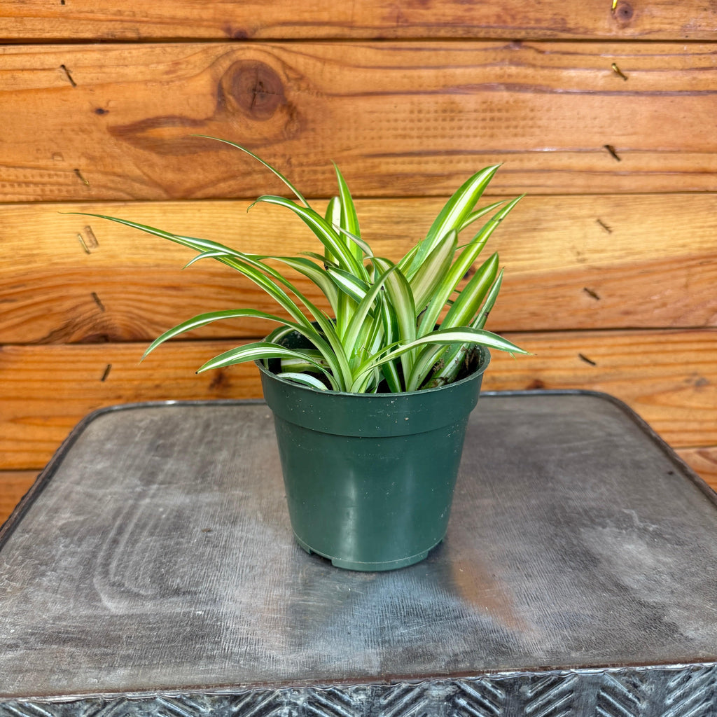 Chlorophytum comosum Variegated Spider Plant, 4-inch Plant product image 1