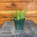 Chlorophytum comosum Variegated Spider Plant, 4-inch Plant product image 1