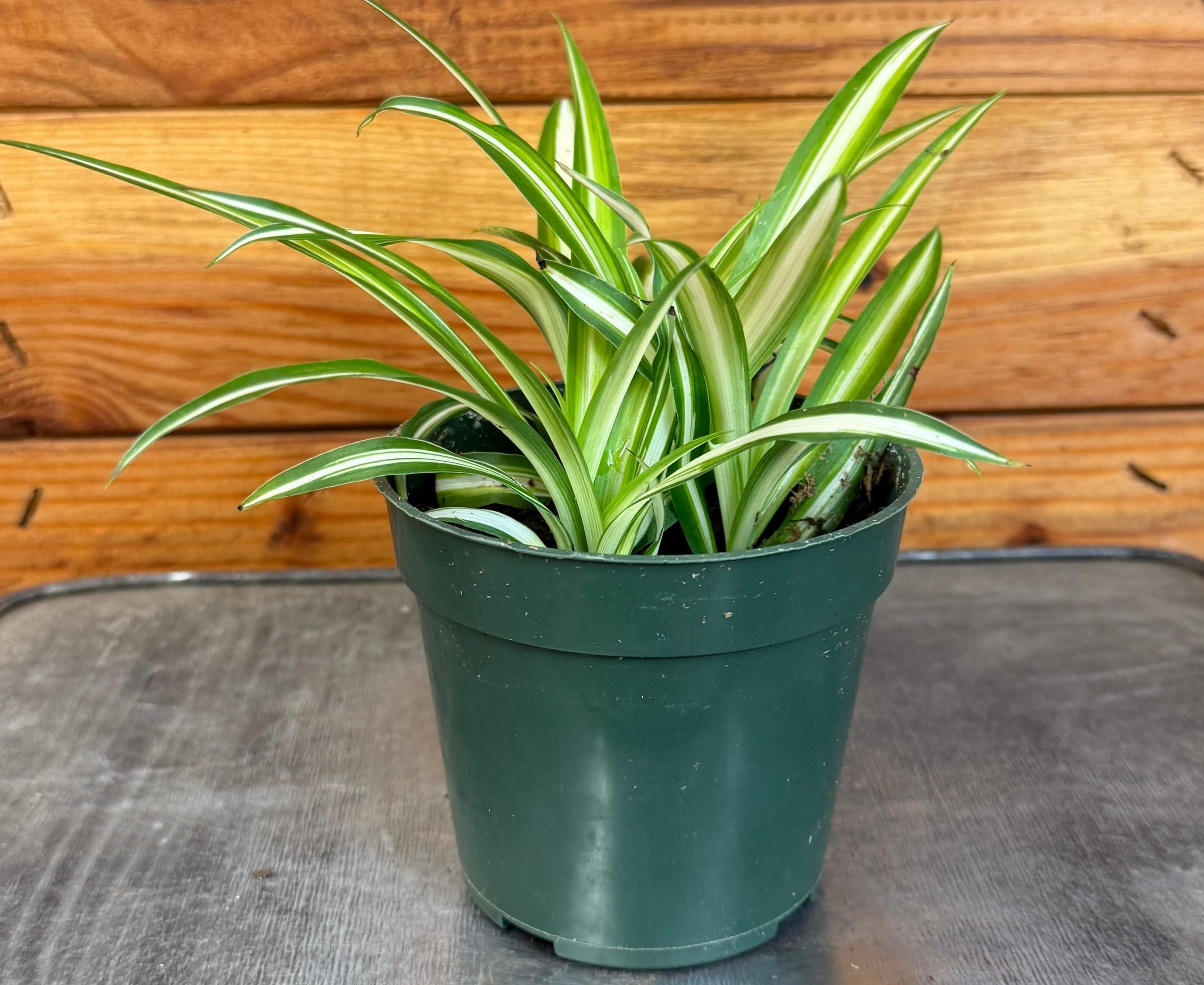 Chlorophytum comosum Variegated Spider Plant, 4-inch Plant product image 4