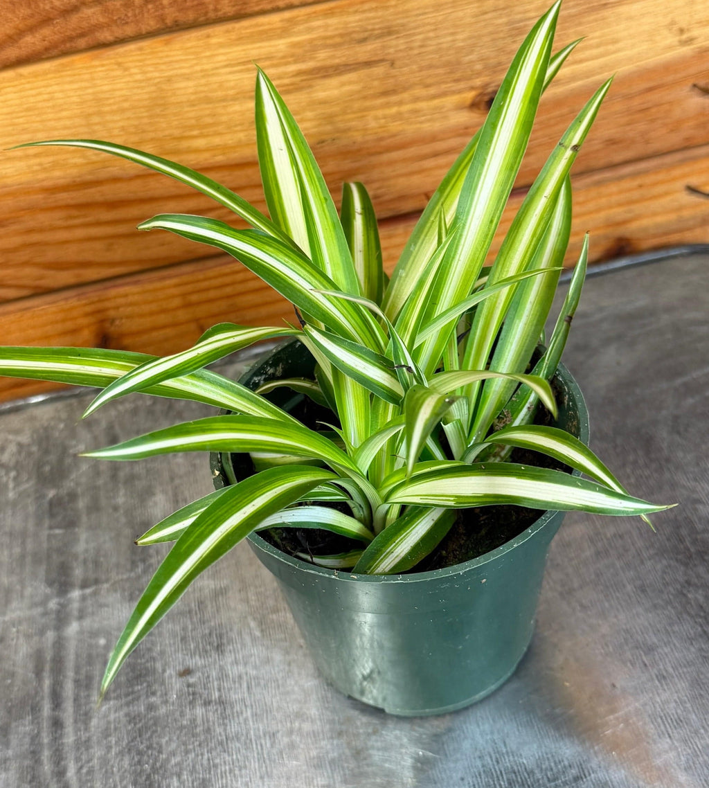 Chlorophytum comosum Variegated Spider Plant, 4-inch Plant product image 3