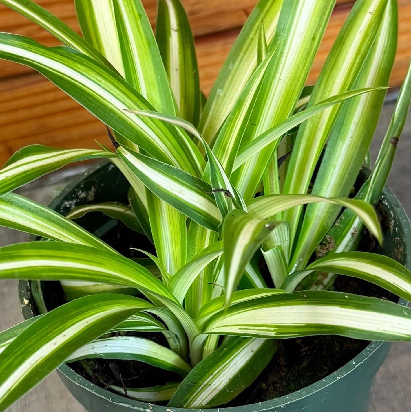 Chlorophytum comosum Variegated Spider Plant, 4-inch Plant product image 5