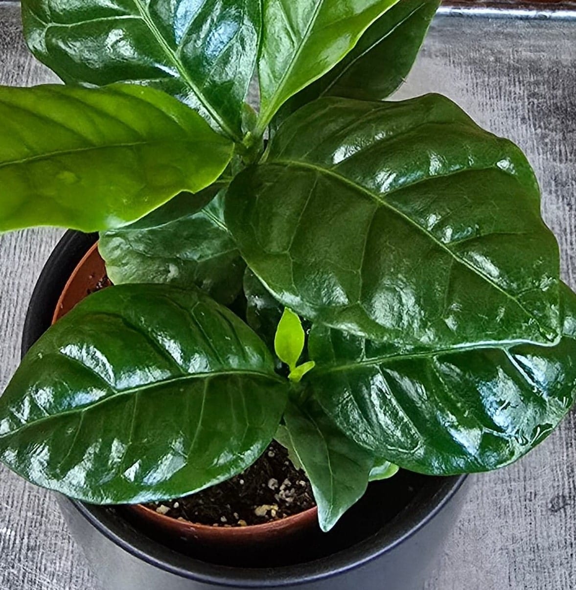 Coffea arabica Coffee Plant, 2-inch Plant product image 5