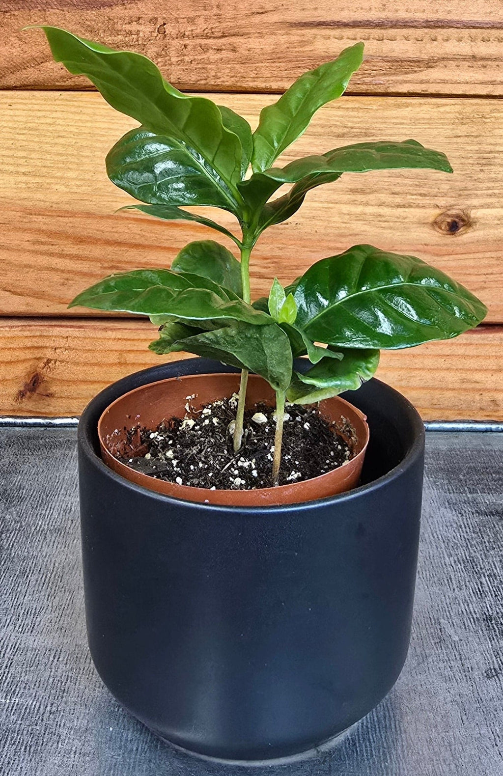 Coffea arabica Coffee Plant, 2-inch Plant product image 4