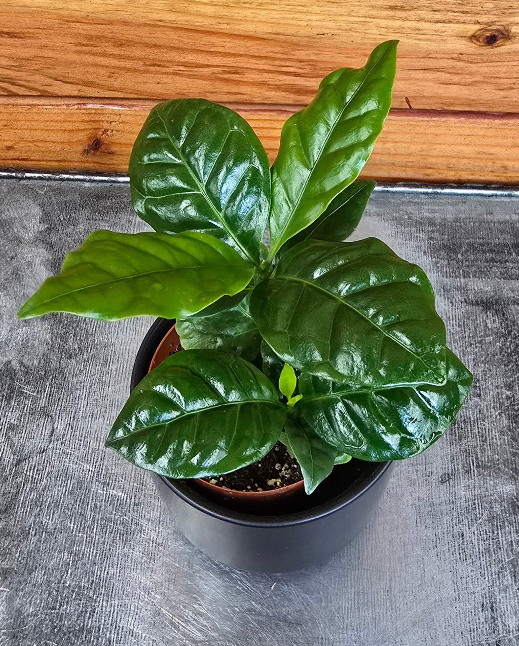 Coffea arabica Coffee Plant, 2-inch Plant product image 3