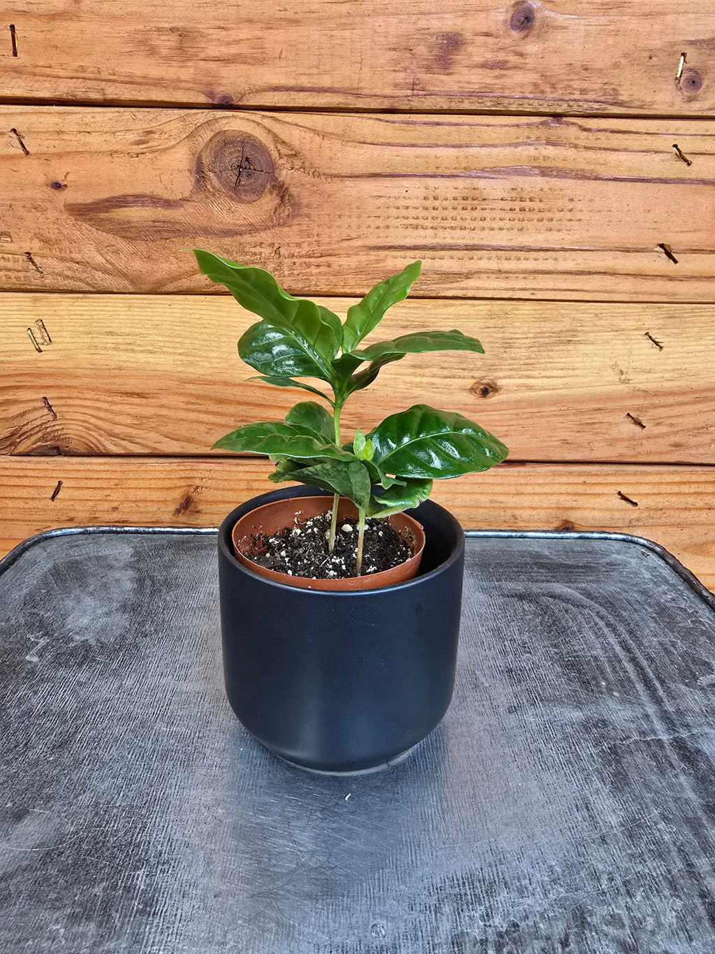 Coffea arabica Coffee Plant, 2-inch Plant product image 2