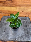 Coffea arabica Coffee Plant, 2-inch Plant product image 1