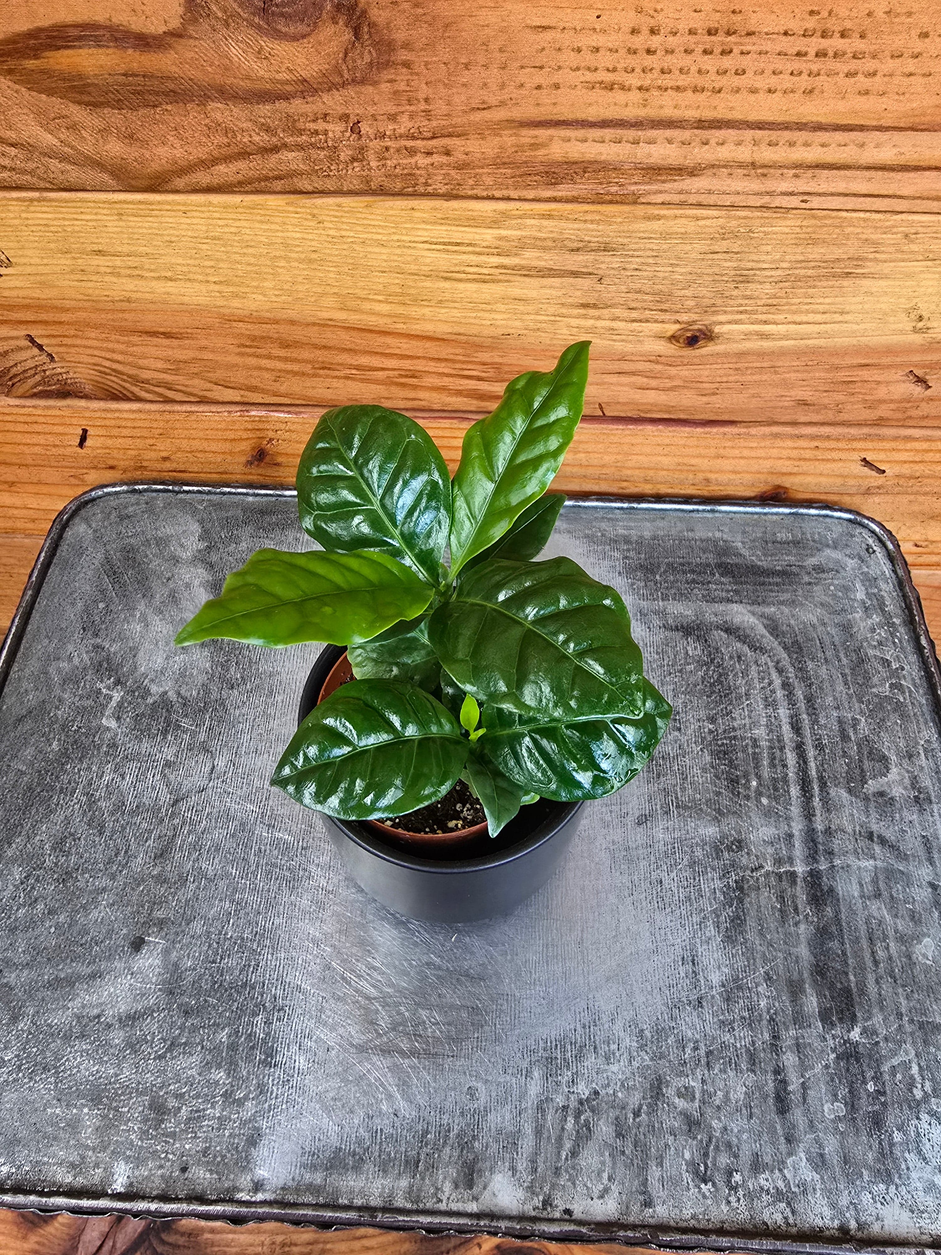 Coffea arabica Coffee Plant, 2-inch Plant product image 1