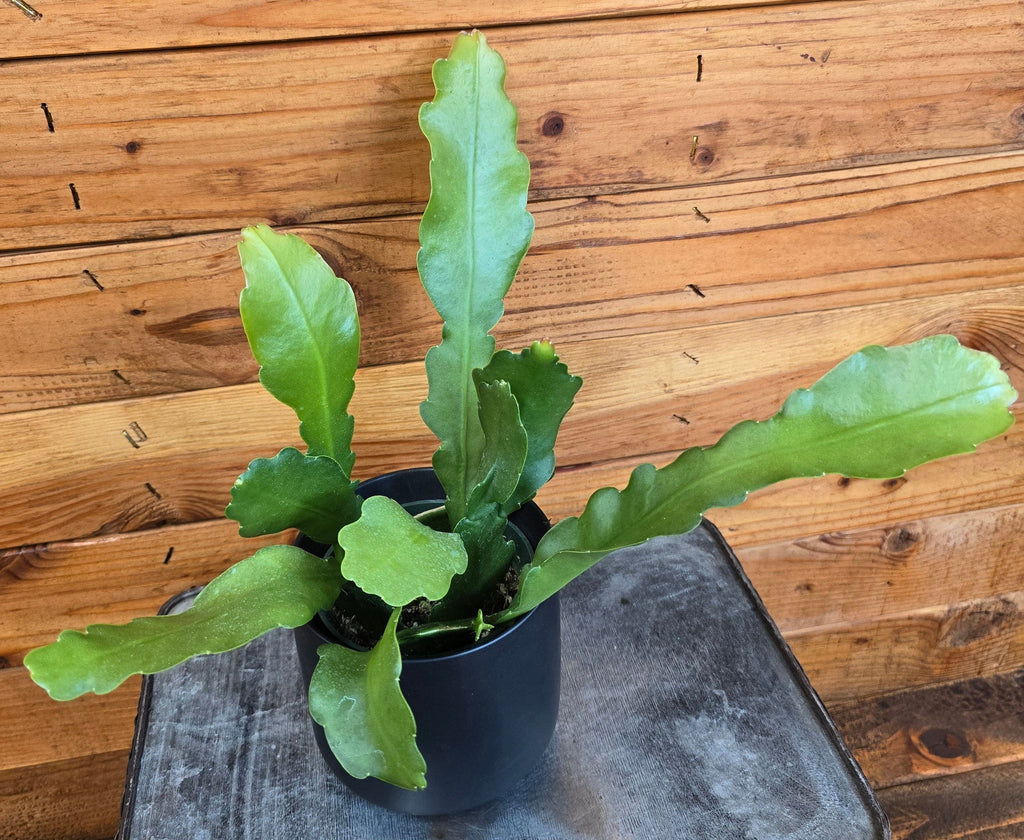 Fishbone Cactus (Epiphyllum anguliger 'Beavertail'), 4-inch Plant — product image 5