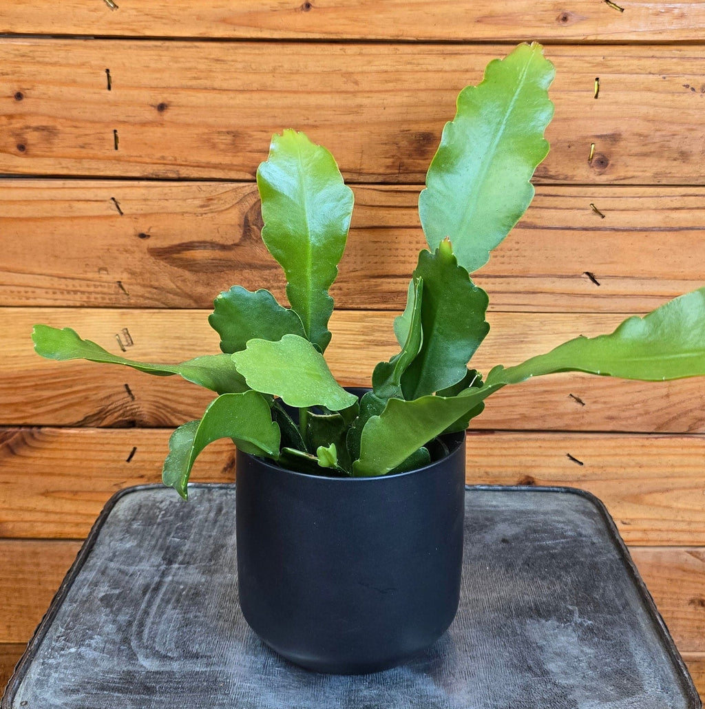 Fishbone Cactus (Epiphyllum anguliger 'Beavertail'), 4-inch Plant — product image 4