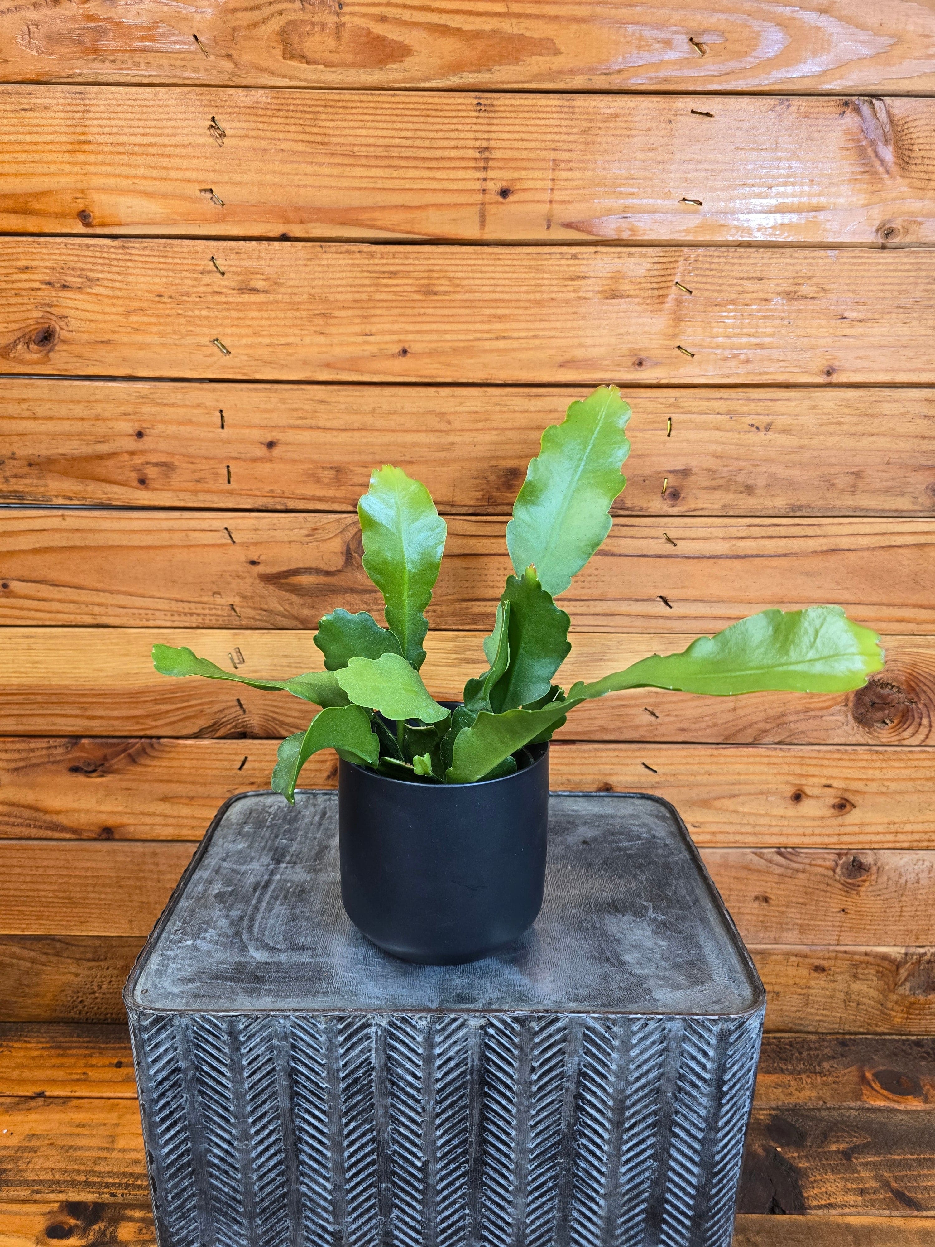 Fishbone Cactus (Epiphyllum anguliger 'Beavertail'), 4-inch Plant — product image 2
