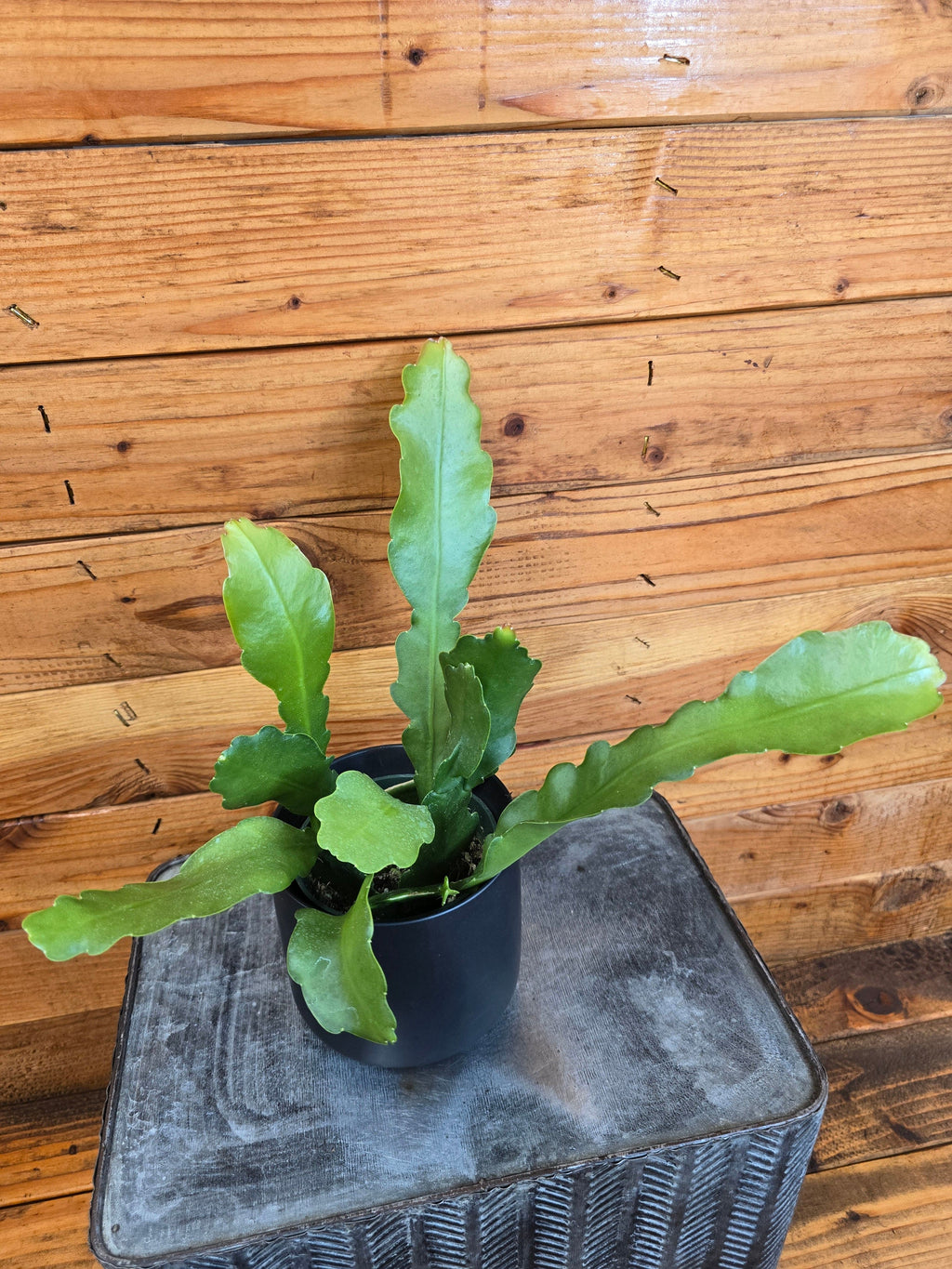 Fishbone Cactus (Epiphyllum anguliger 'Beavertail'), 4-inch Plant