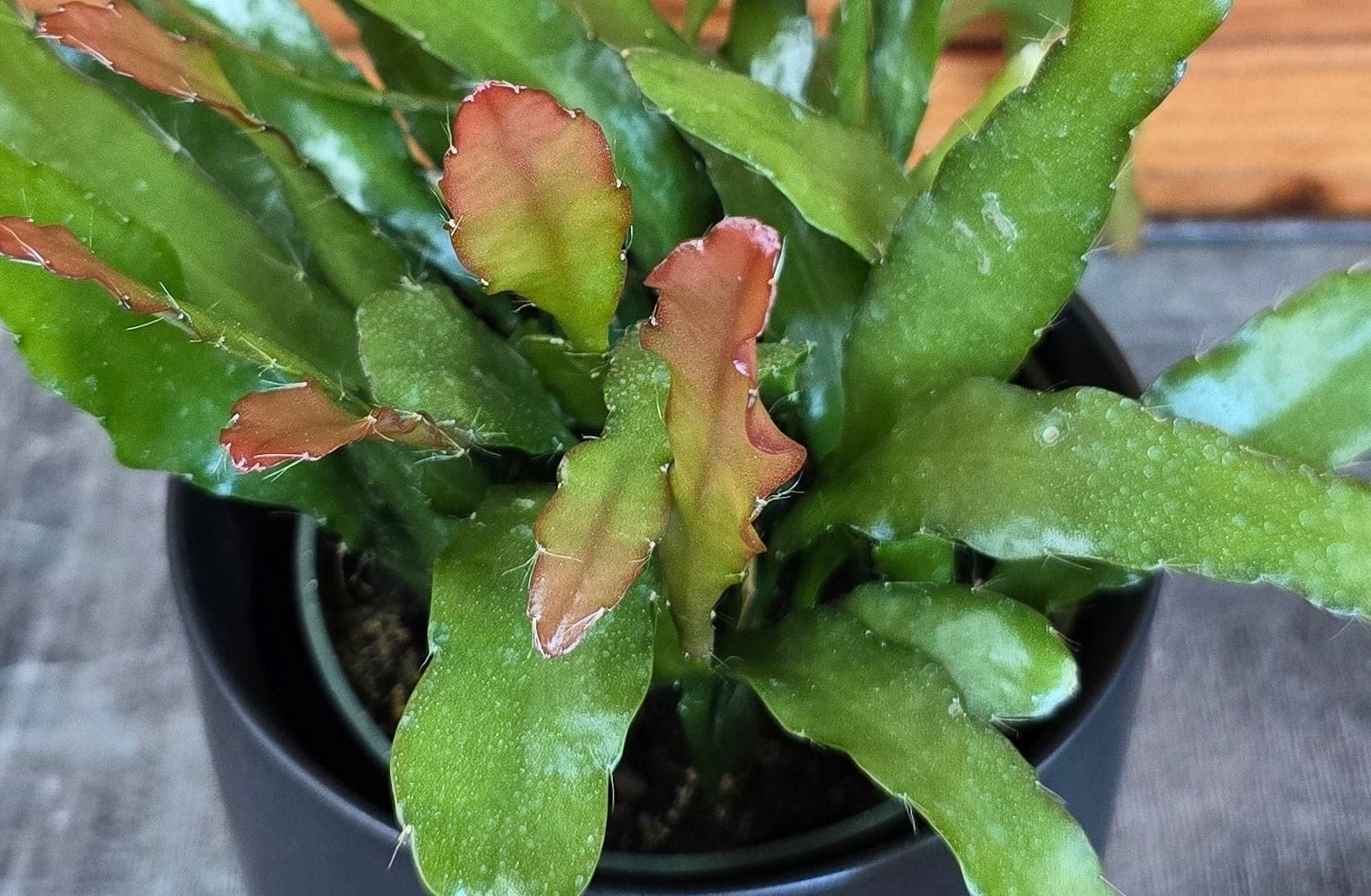 Fire Orchid Cactus (Epiphyllum anguliger), 4-inch Plant — product image 5