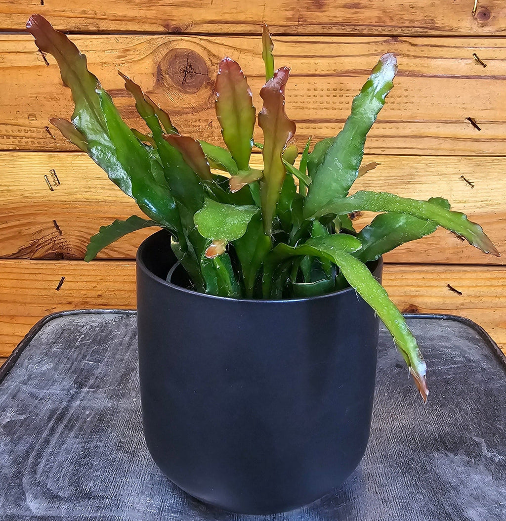 Fire Orchid Cactus (Epiphyllum anguliger), 4-inch Plant — product image 4
