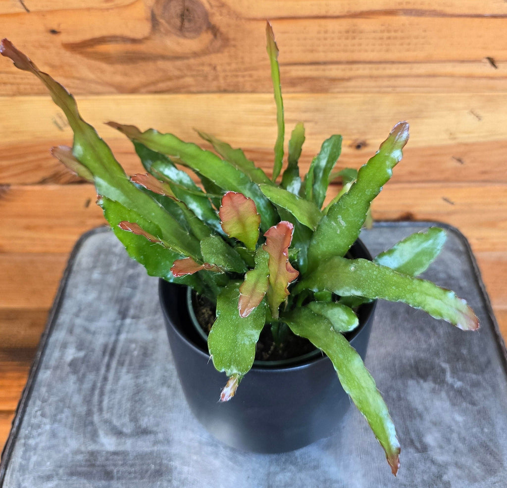 Fire Orchid Cactus (Epiphyllum anguliger), 4-inch Plant — product image 3