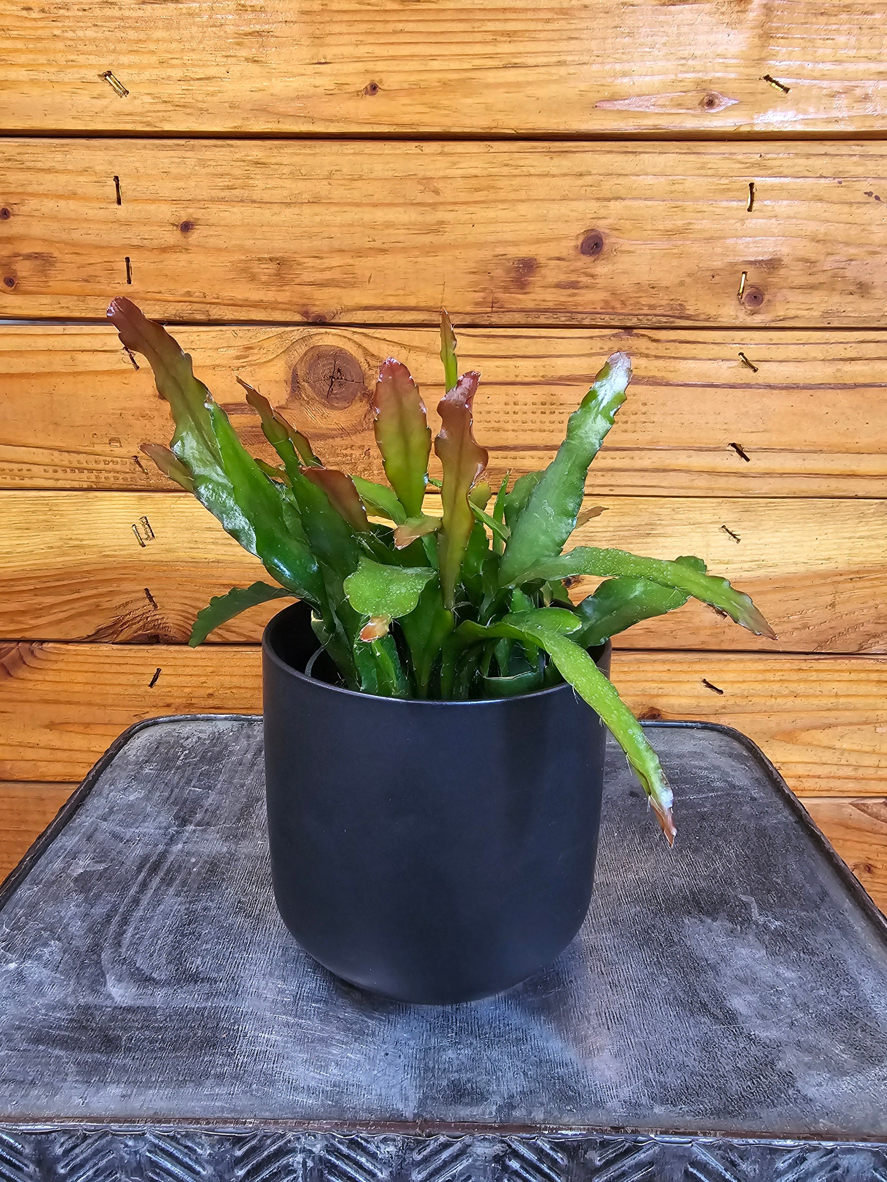 Fire Orchid Cactus (Epiphyllum anguliger), 4-inch Plant — product image 2