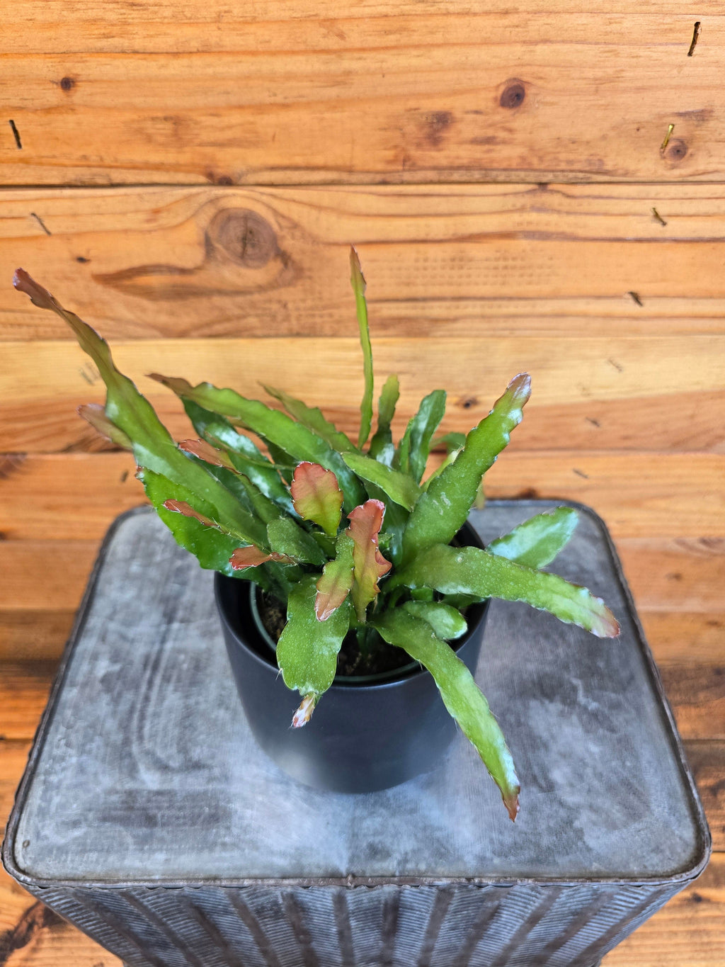 Fire Orchid Cactus (Epiphyllum anguliger), 4-inch Plant