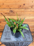 Fire Orchid Cactus (Epiphyllum anguliger), 4-inch Plant