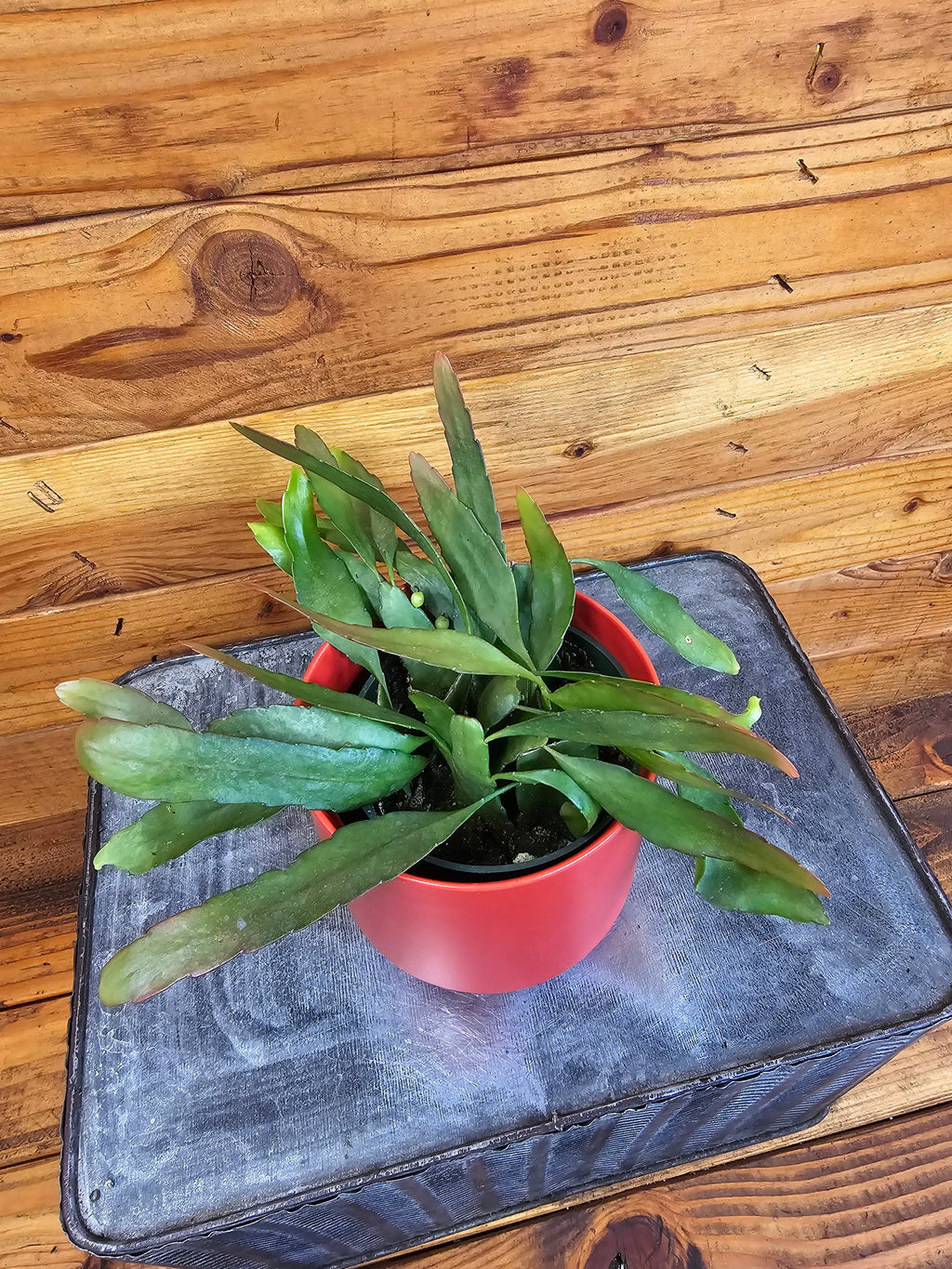 Pseudoripsalis Red Oval Orchid Cactus, 4-inch Plant