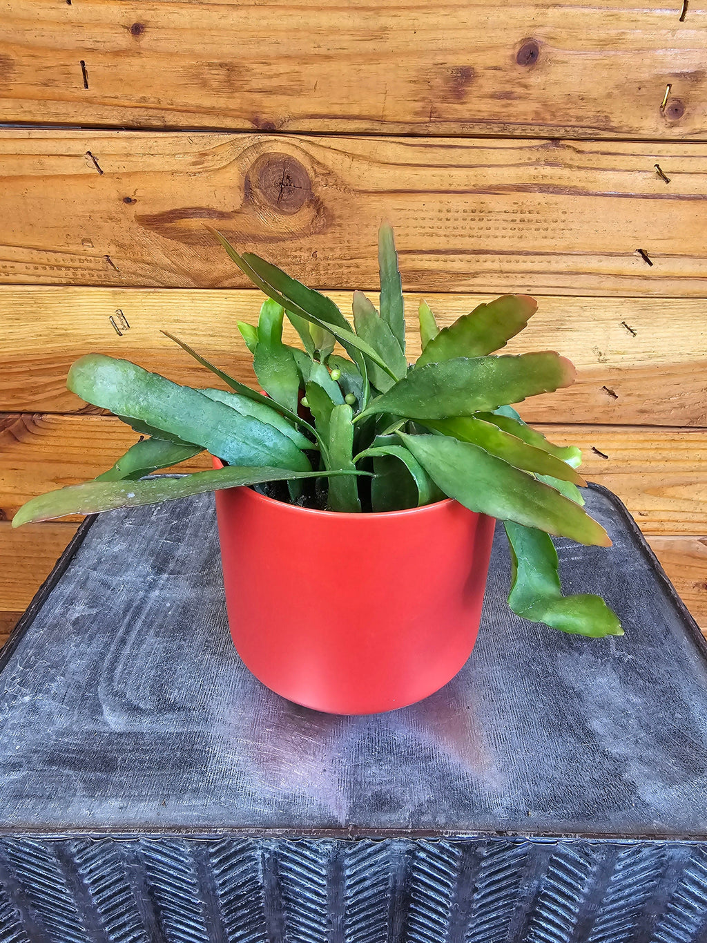 Pseudoripsalis Red Oval Orchid Cactus, 4-inch Plant — product image 2