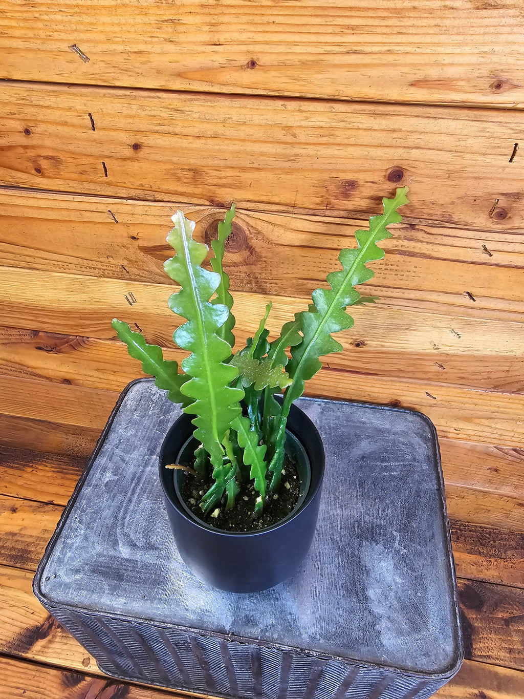 Epiphyllum anguliger 'Ric Rac Cactus', 4-inch Plant product image 2