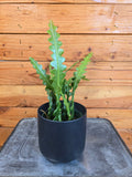 Epiphyllum anguliger 'Ric Rac Cactus', 4-inch Plant product image 1