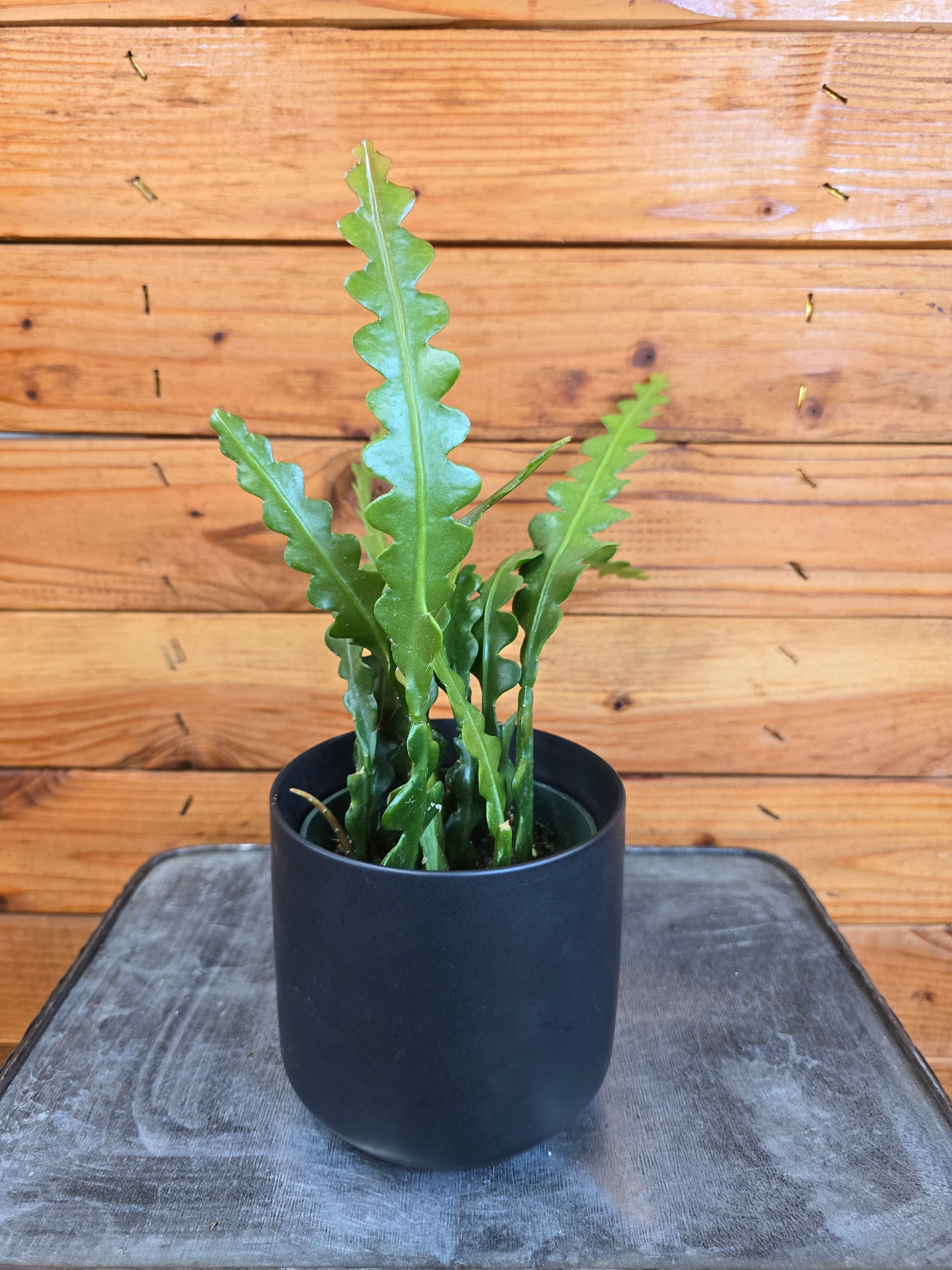 Epiphyllum anguliger 'Ric Rac Cactus', 4-inch Plant product image 1