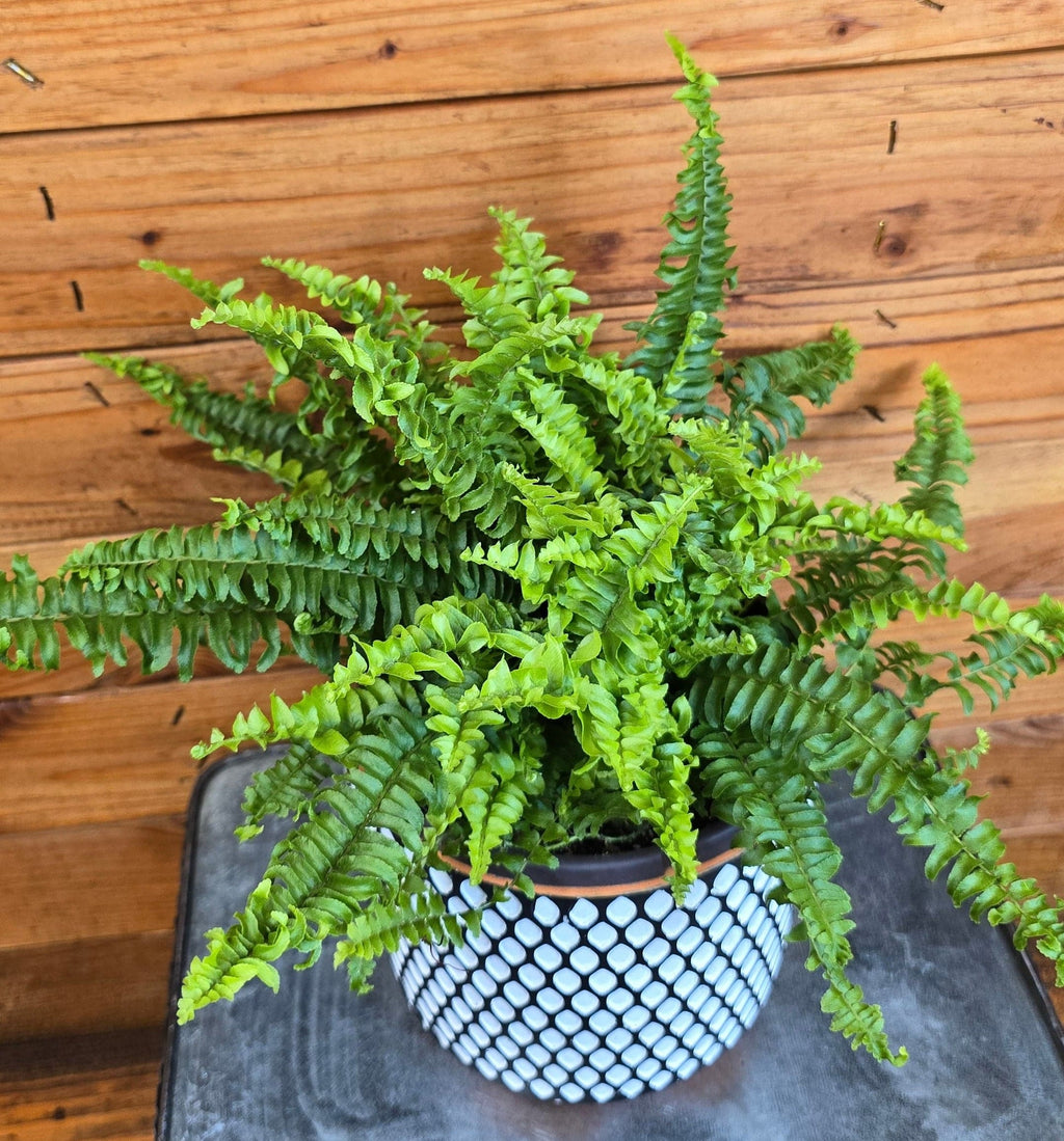 Compact Boston Fern, 6-inch Plant product image 5