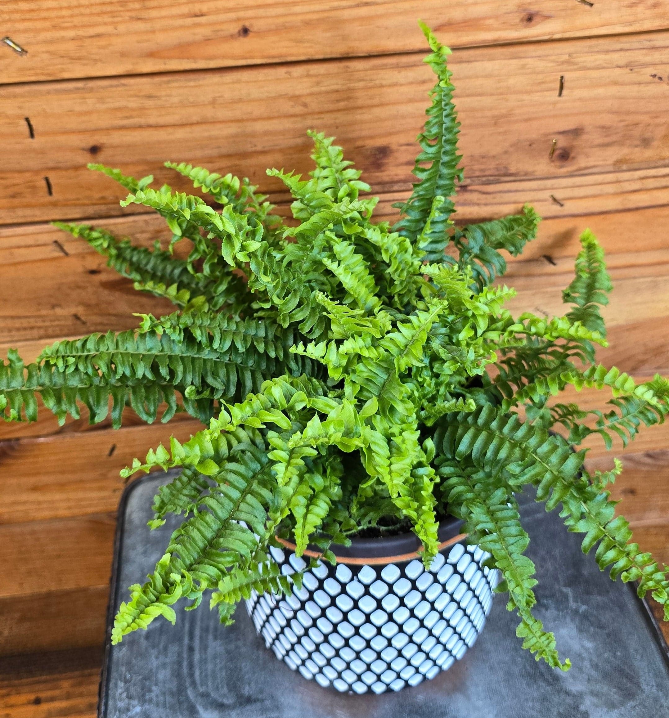 Compact Boston Fern, 6-inch Plant product image 5