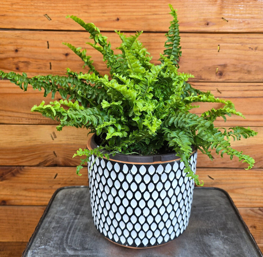 Compact Boston Fern, 6-inch Plant product image 4