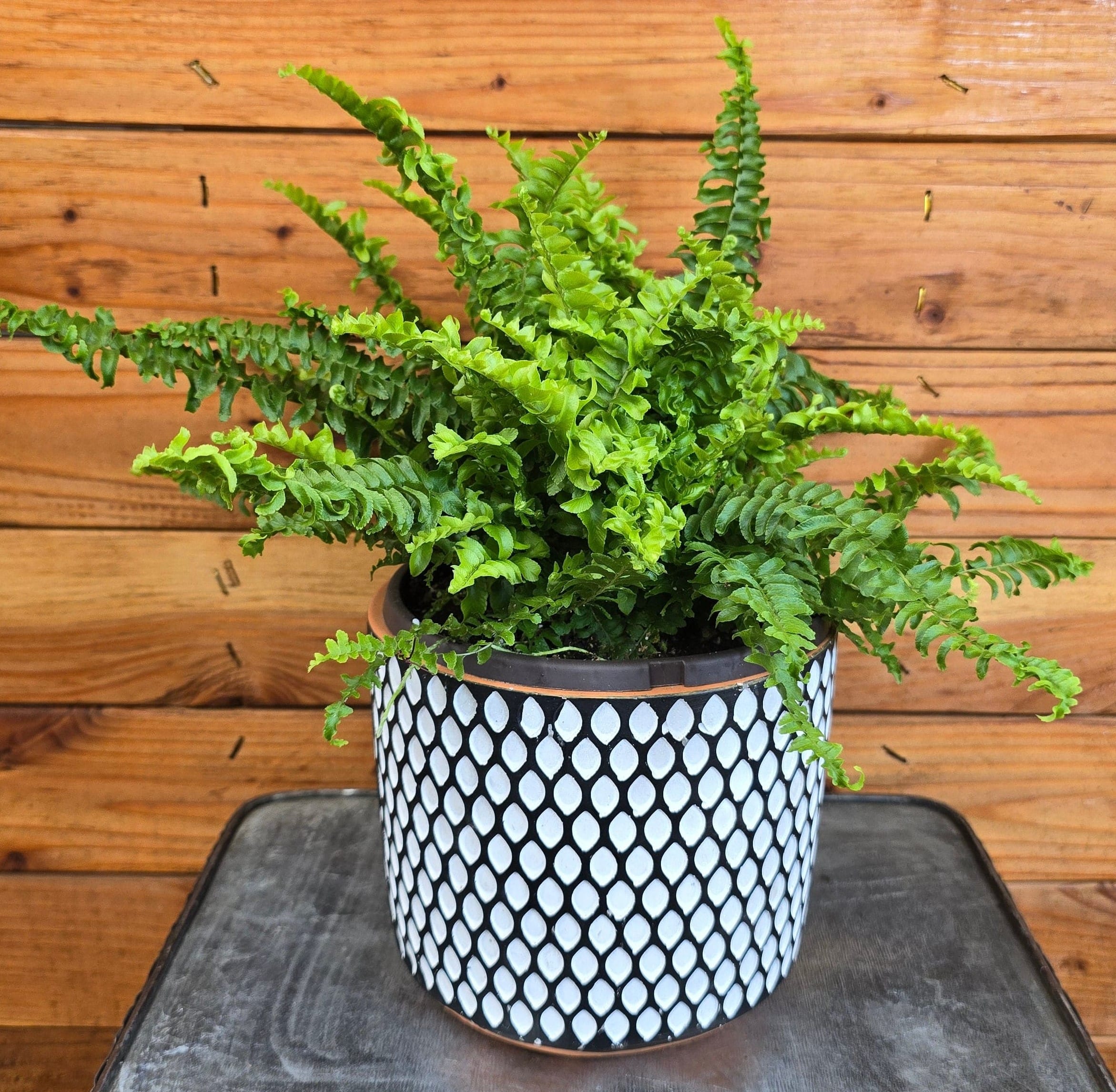 Compact Boston Fern, 6-inch Plant product image 4