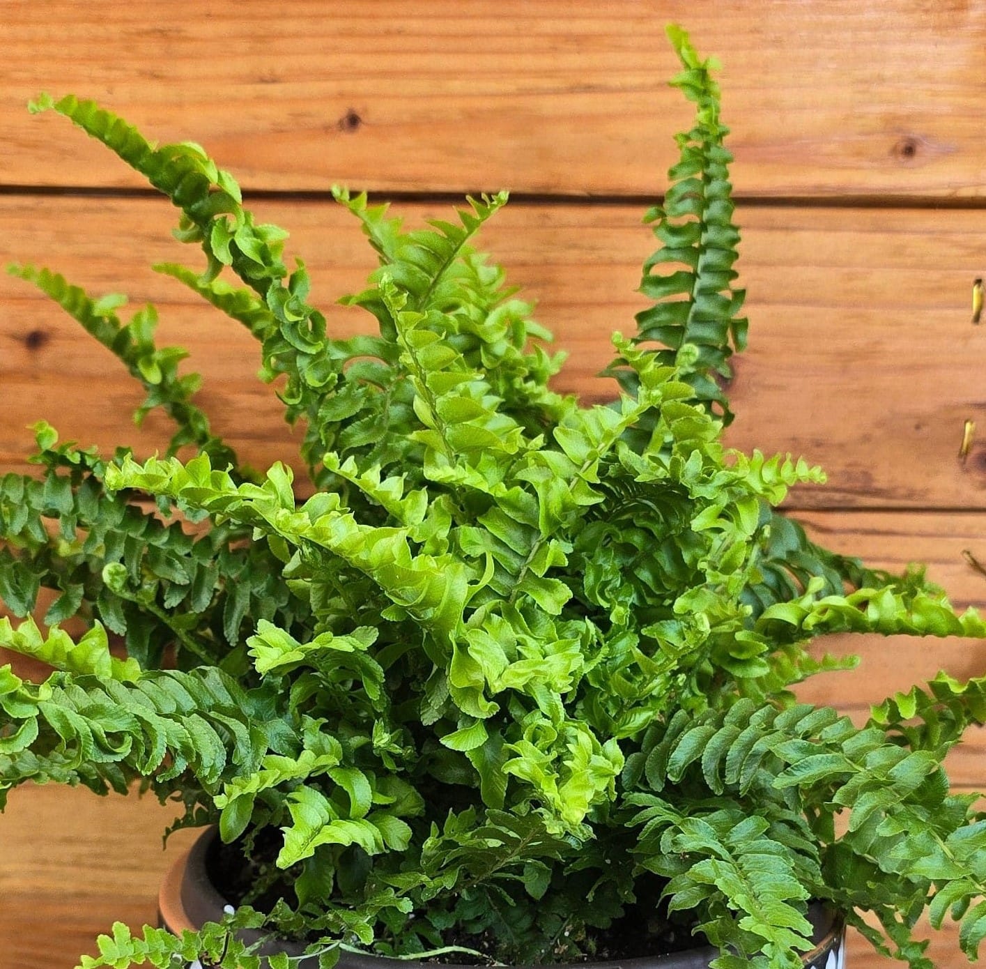 Compact Boston Fern, 6-inch Plant product image 3