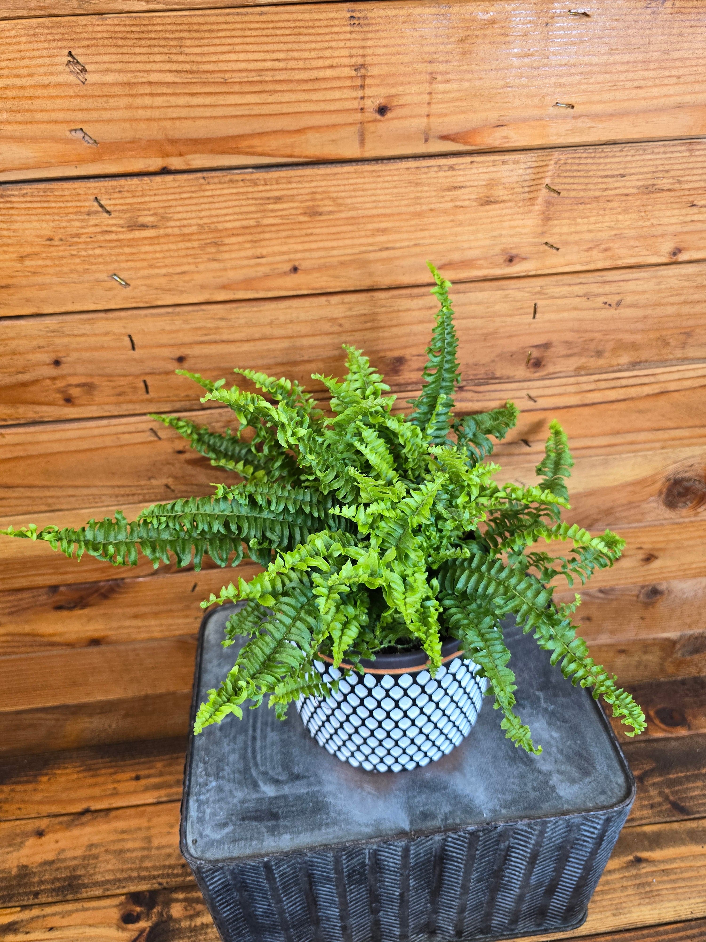 Compact Boston Fern, 6-inch Plant product image 1