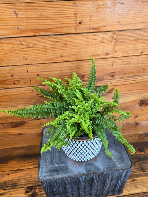 Compact Boston Fern, 6-inch Plant product image 1