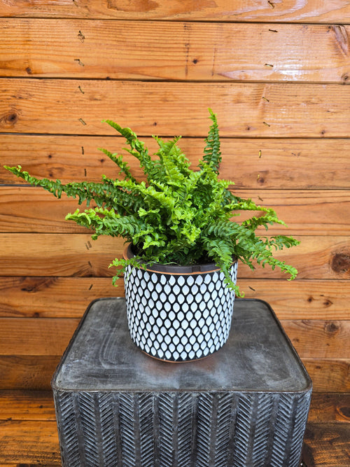Compact Boston Fern, 6-inch Plant product image 2