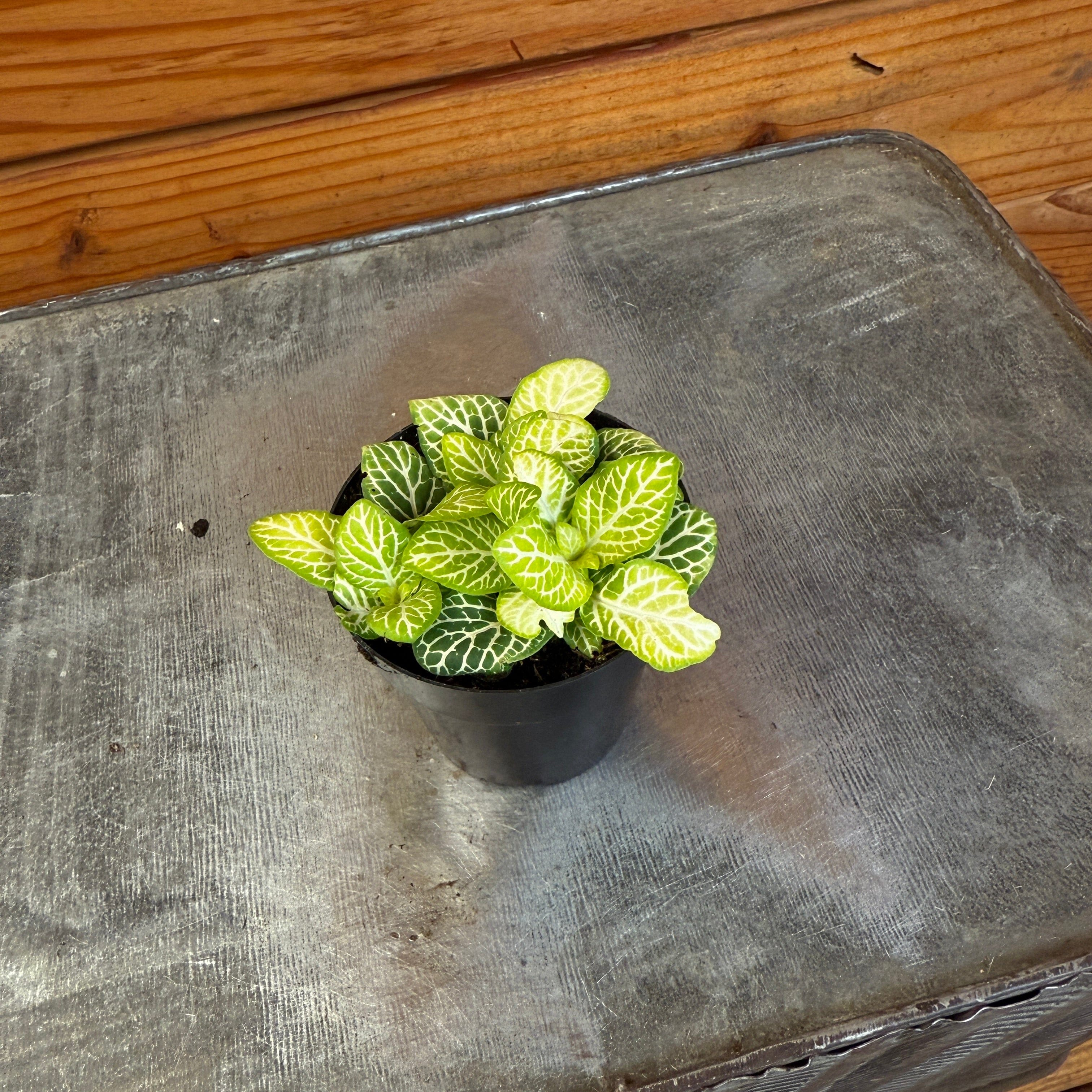 Fittonia 'Joly Lemon' Nerve Plant, 2-inch Plant — product image 2
