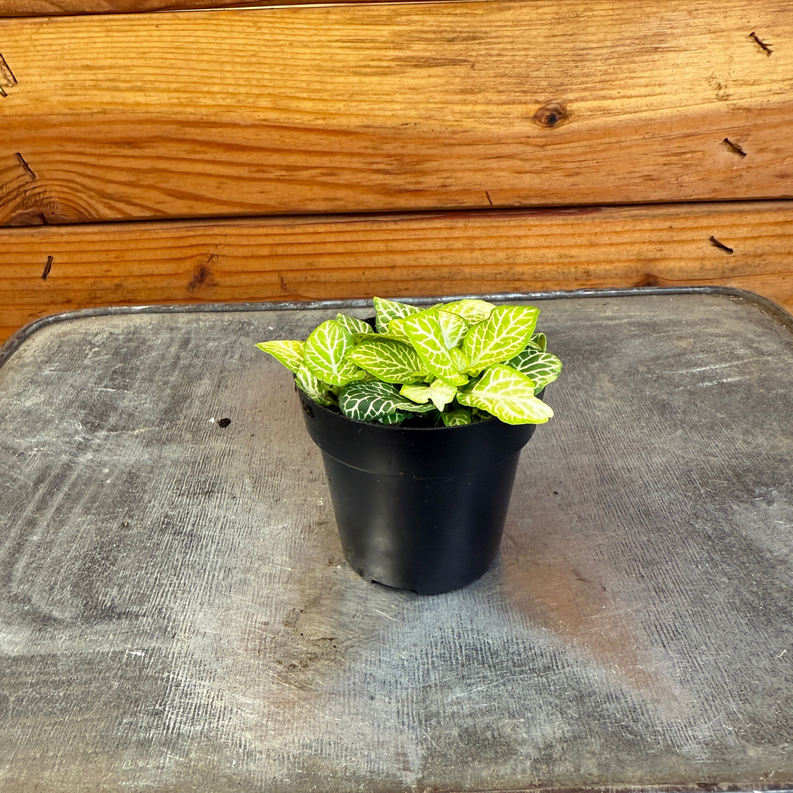 Fittonia 'Joly Lemon' Nerve Plant, 2-inch Plant