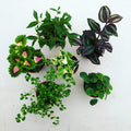 Foliage Gift Box, 2 Assorted Plants product image 1