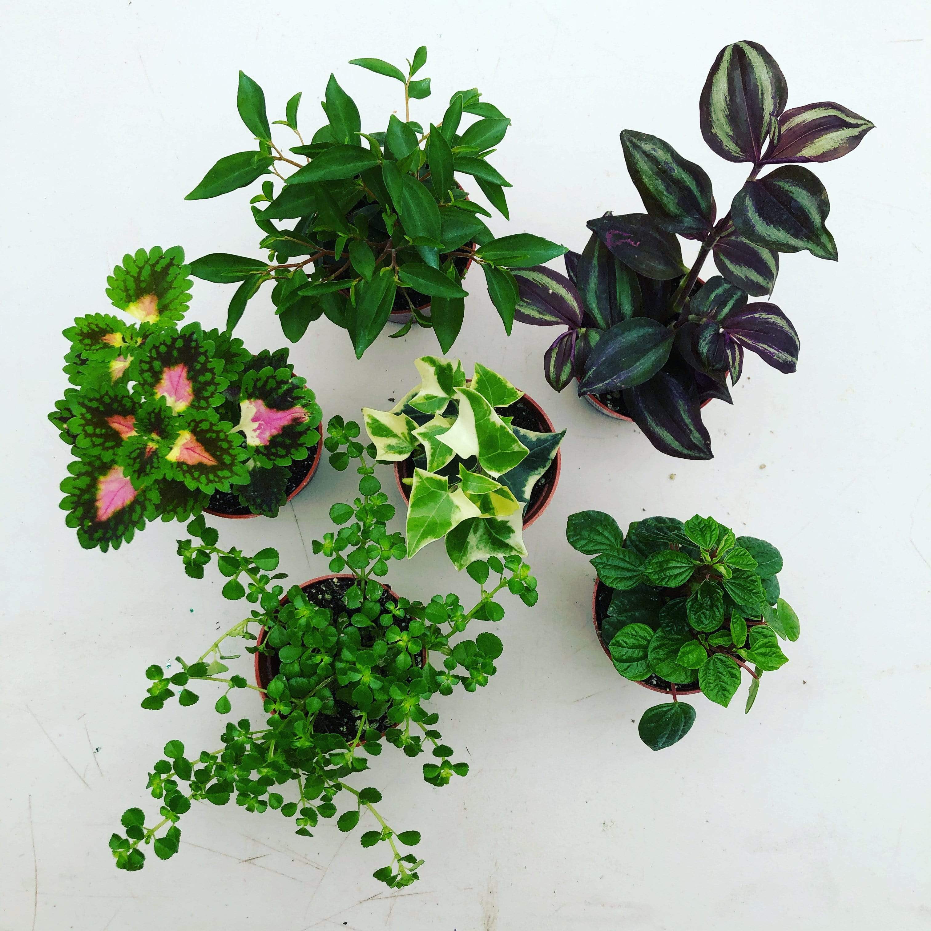 Foliage Gift Box, 4 Assorted Plants product image 1