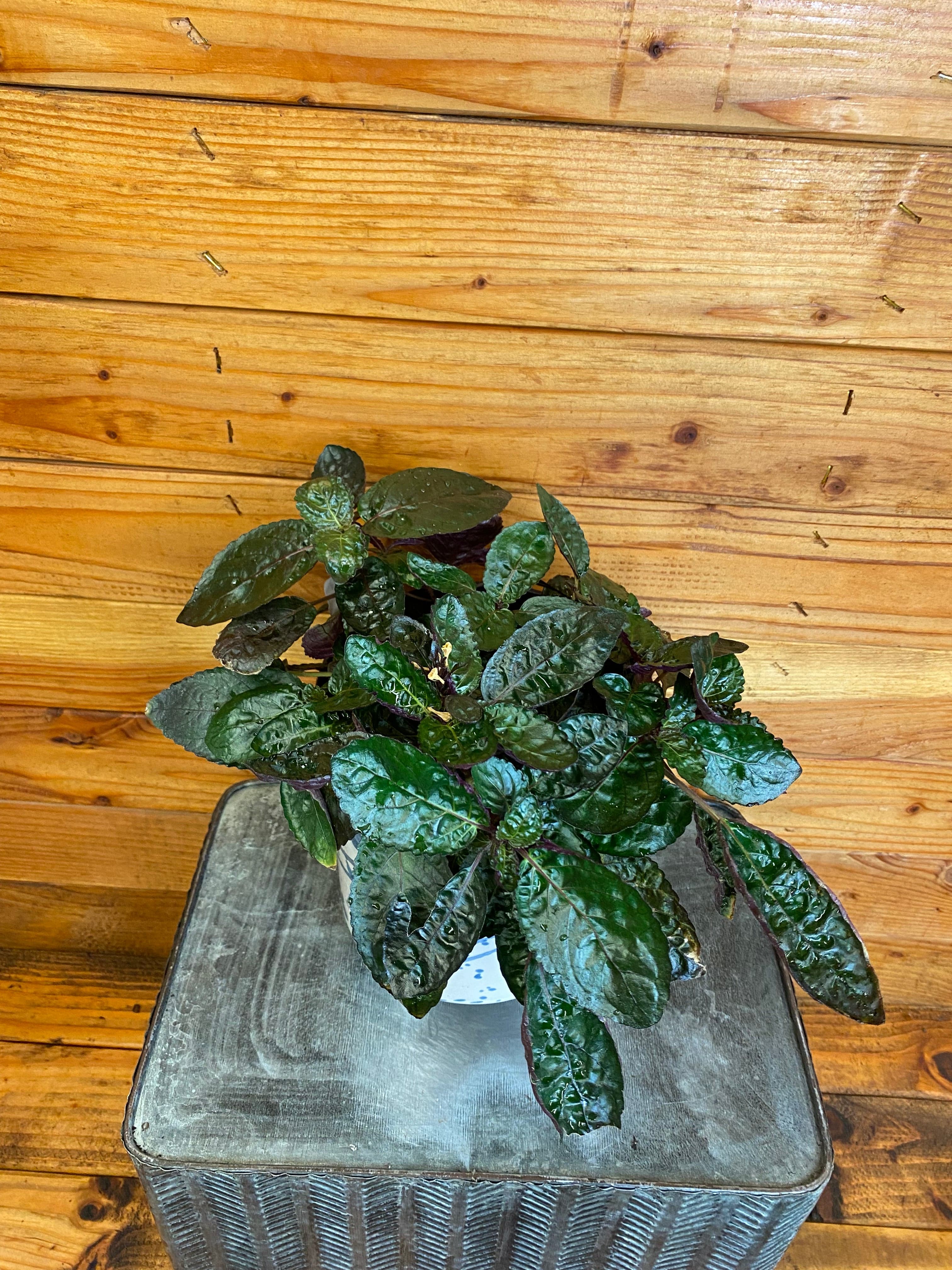 Hemigraphis alternata 'Purple Waffle', 6-inch Plant product image 2